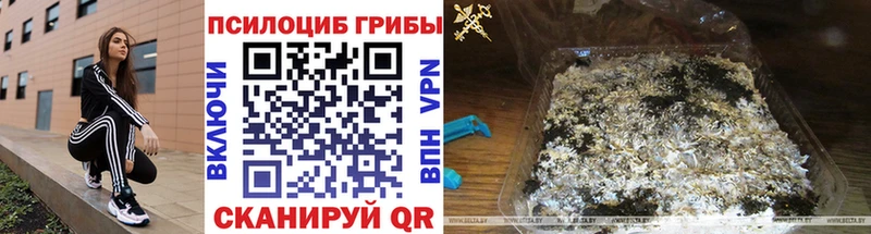 Галлюциногенные грибы Psilocybe Сусуман